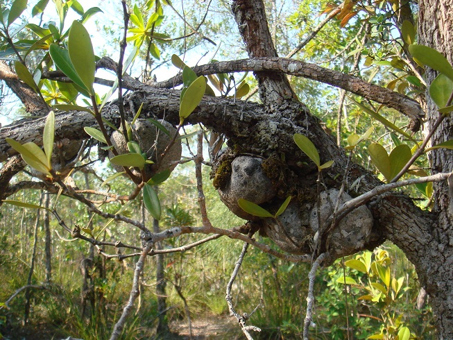 按此在新視窗瀏覽圖片
