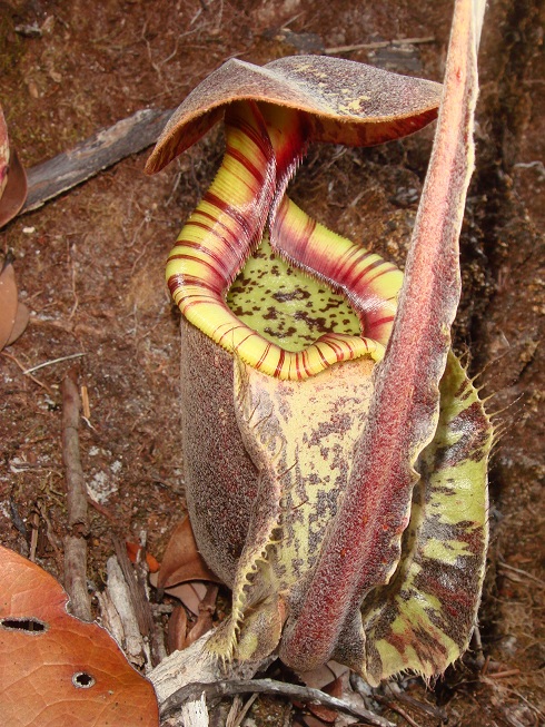 按此在新視窗瀏覽圖片