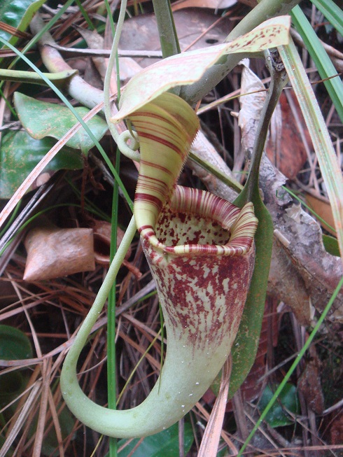 按此在新視窗瀏覽圖片