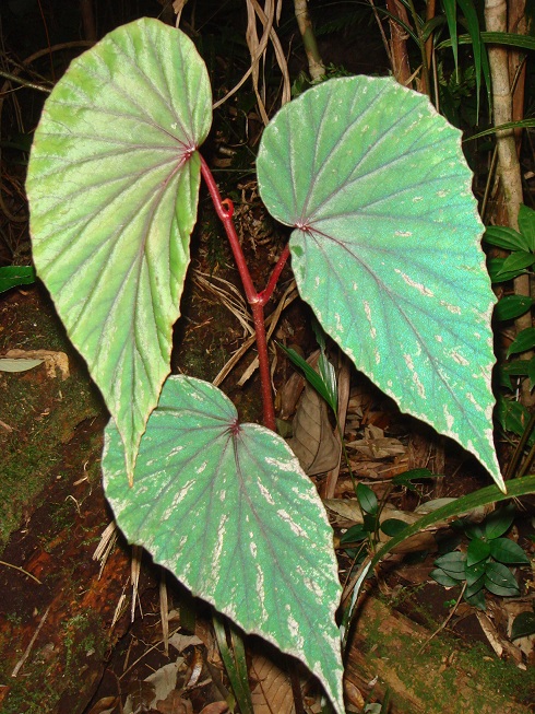 按此在新視窗瀏覽圖片