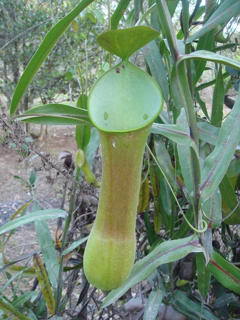 按此在新視窗瀏覽圖片