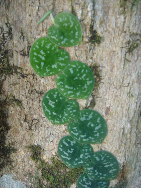 按此在新視窗瀏覽圖片