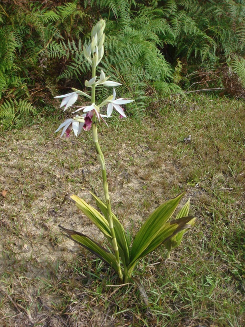 按此在新視窗瀏覽圖片
