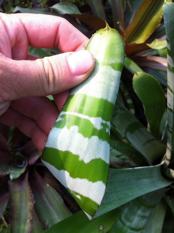 按此在新視窗瀏覽圖片