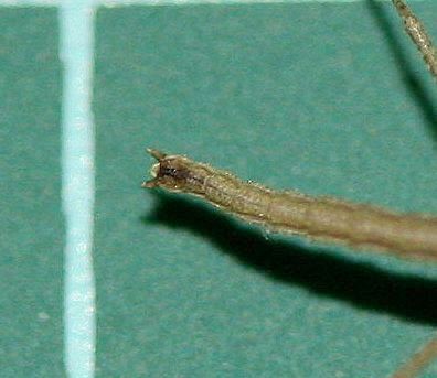 «ö¦¹¦b·sµøµ¡ÂsÄý¹Ï¤ù