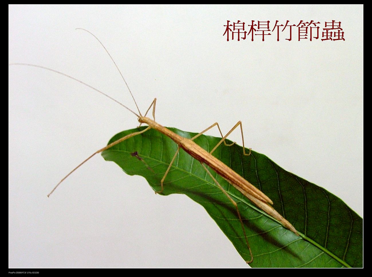 «ö¦¹¦b·sµøµ¡ÂsÄý¹Ï¤ù