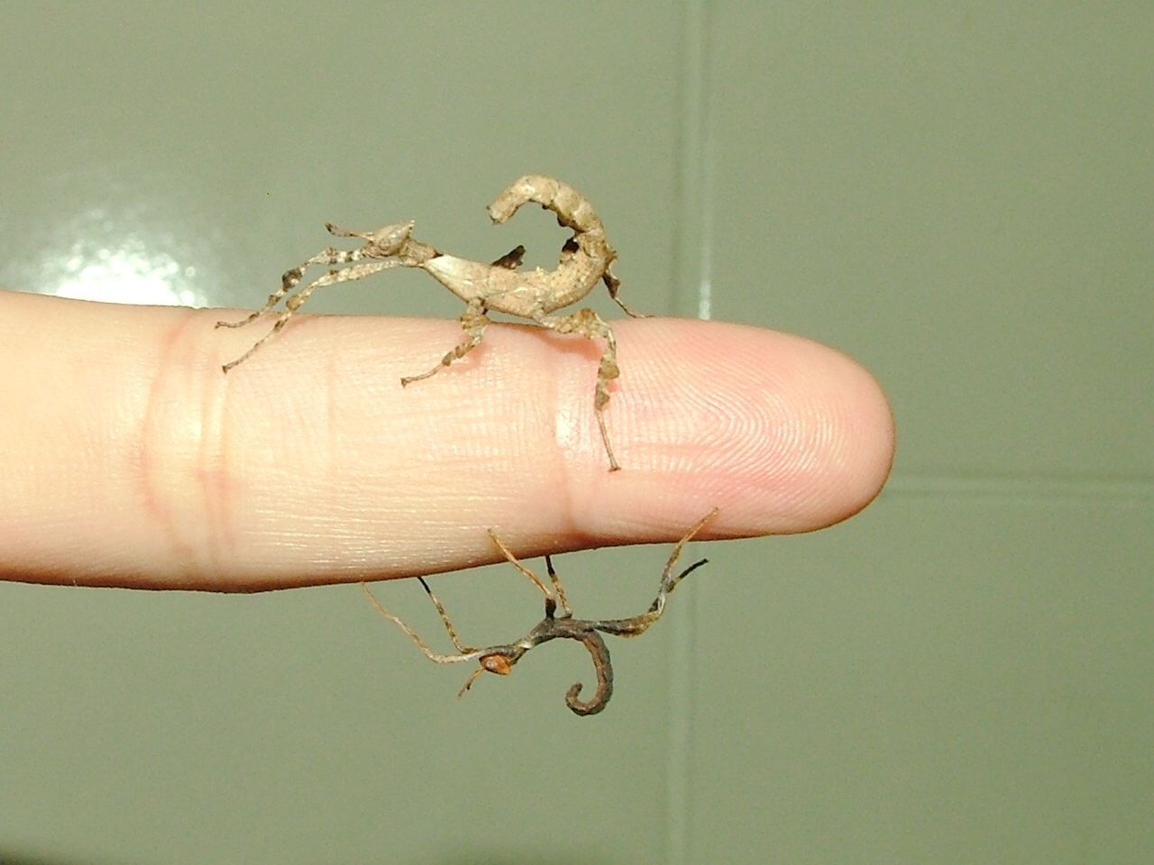 «ö¦¹¦b·sµøµ¡ÂsÄý¹Ï¤ù