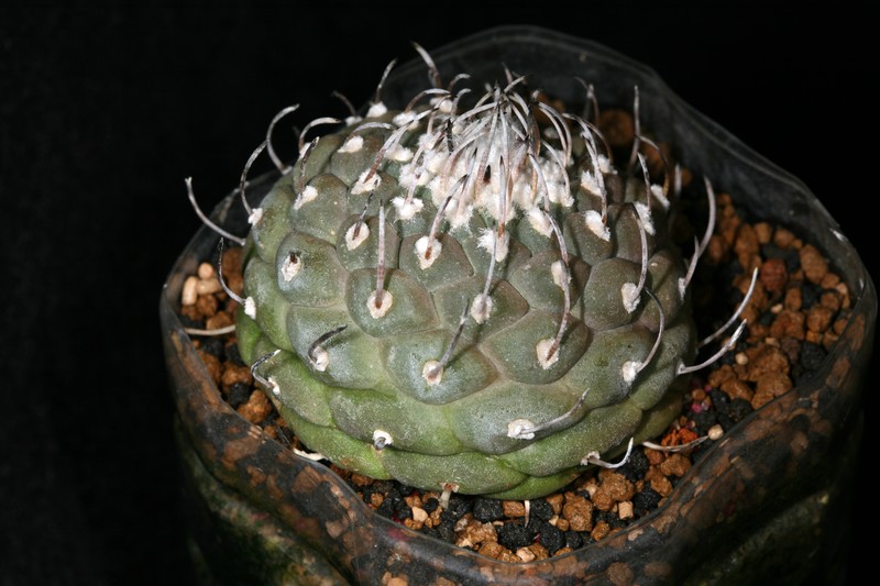 «ö¦¹¦b·sµøµ¡ÂsÄý¹Ï¤ù