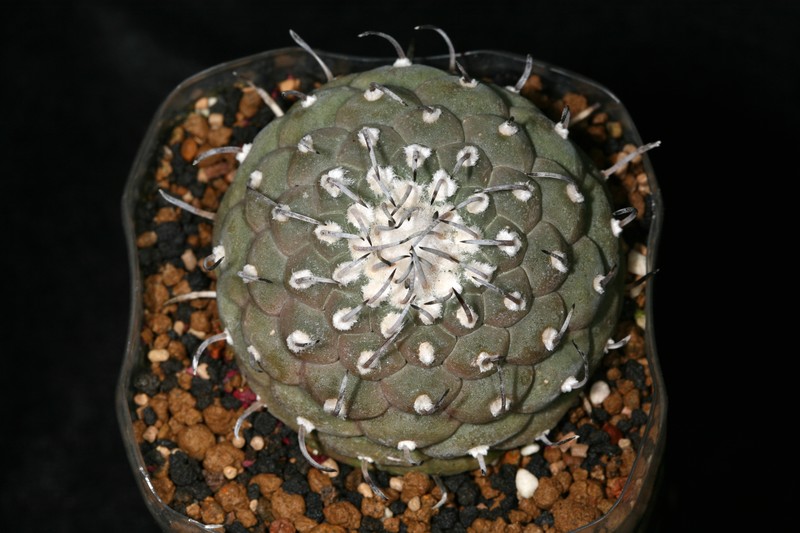 «ö¦¹¦b·sµøµ¡ÂsÄý¹Ï¤ù