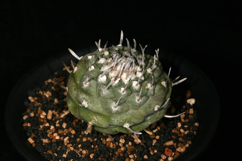 «ö¦¹¦b·sµøµ¡ÂsÄý¹Ï¤ù