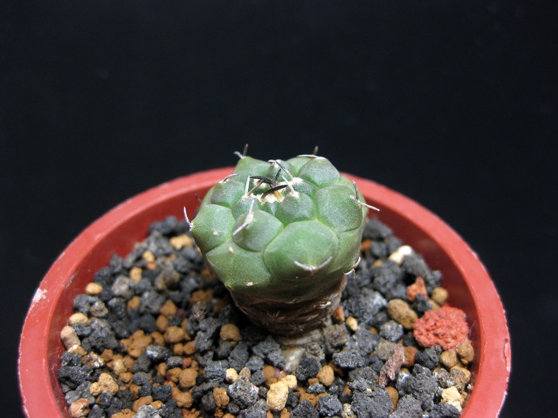 «ö¦¹¦b·sµøµ¡ÂsÄý¹Ï¤ù