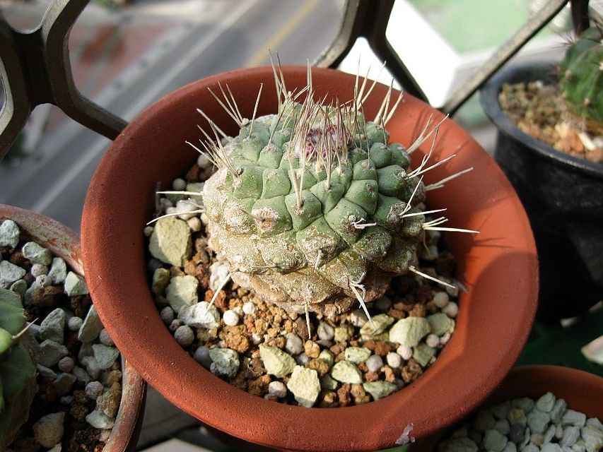 «ö¦¹¦b·sµøµ¡ÂsÄý¹Ï¤ù