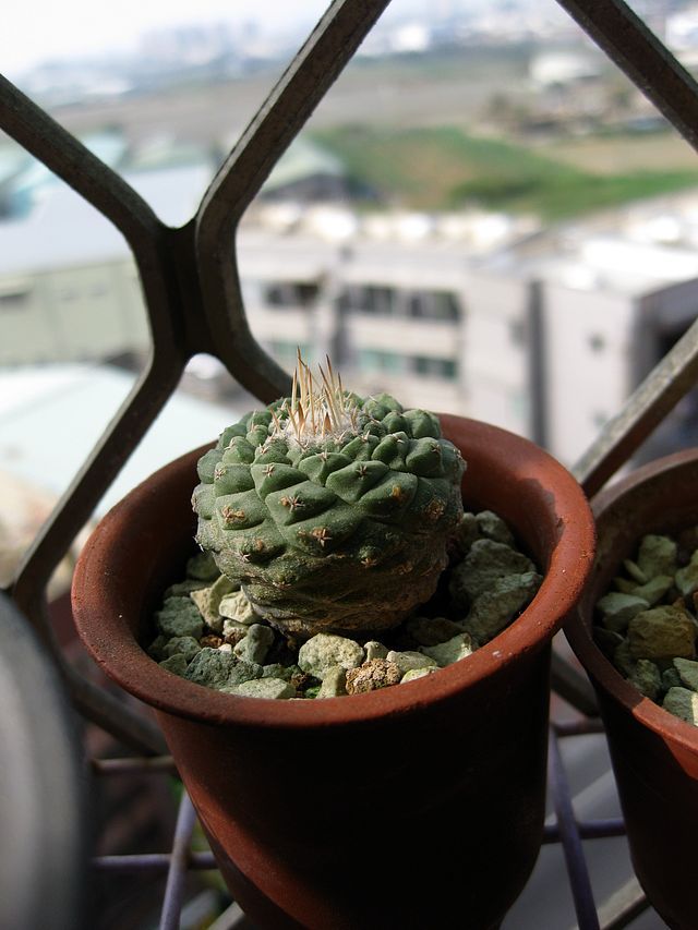 «ö¦¹¦b·sµøµ¡ÂsÄý¹Ï¤ù