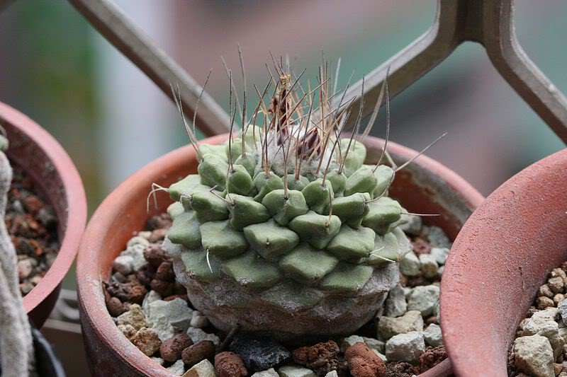 «ö¦¹¦b·sµøµ¡ÂsÄý¹Ï¤ù