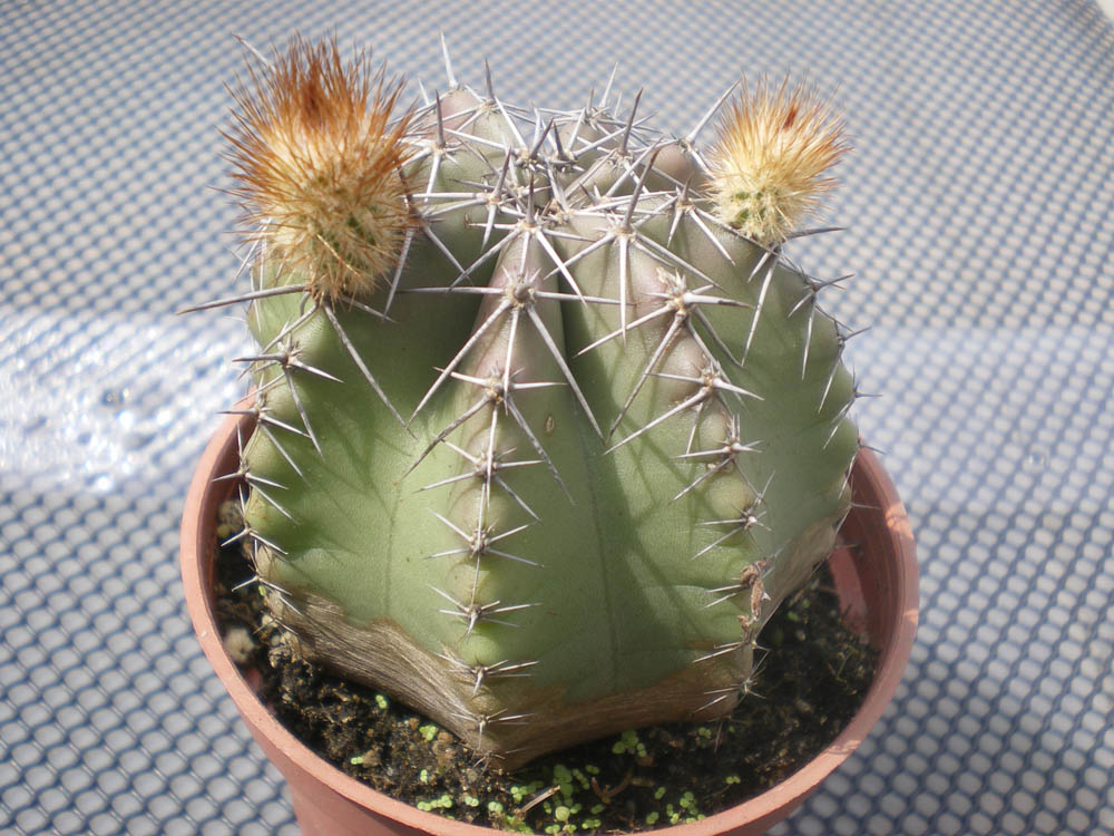 «ö¦¹¦b·sµøµ¡ÂsÄý¹Ï¤ù