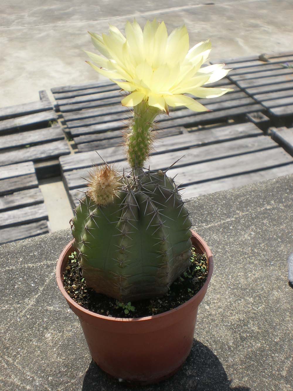 «ö¦¹¦b·sµøµ¡ÂsÄý¹Ï¤ù