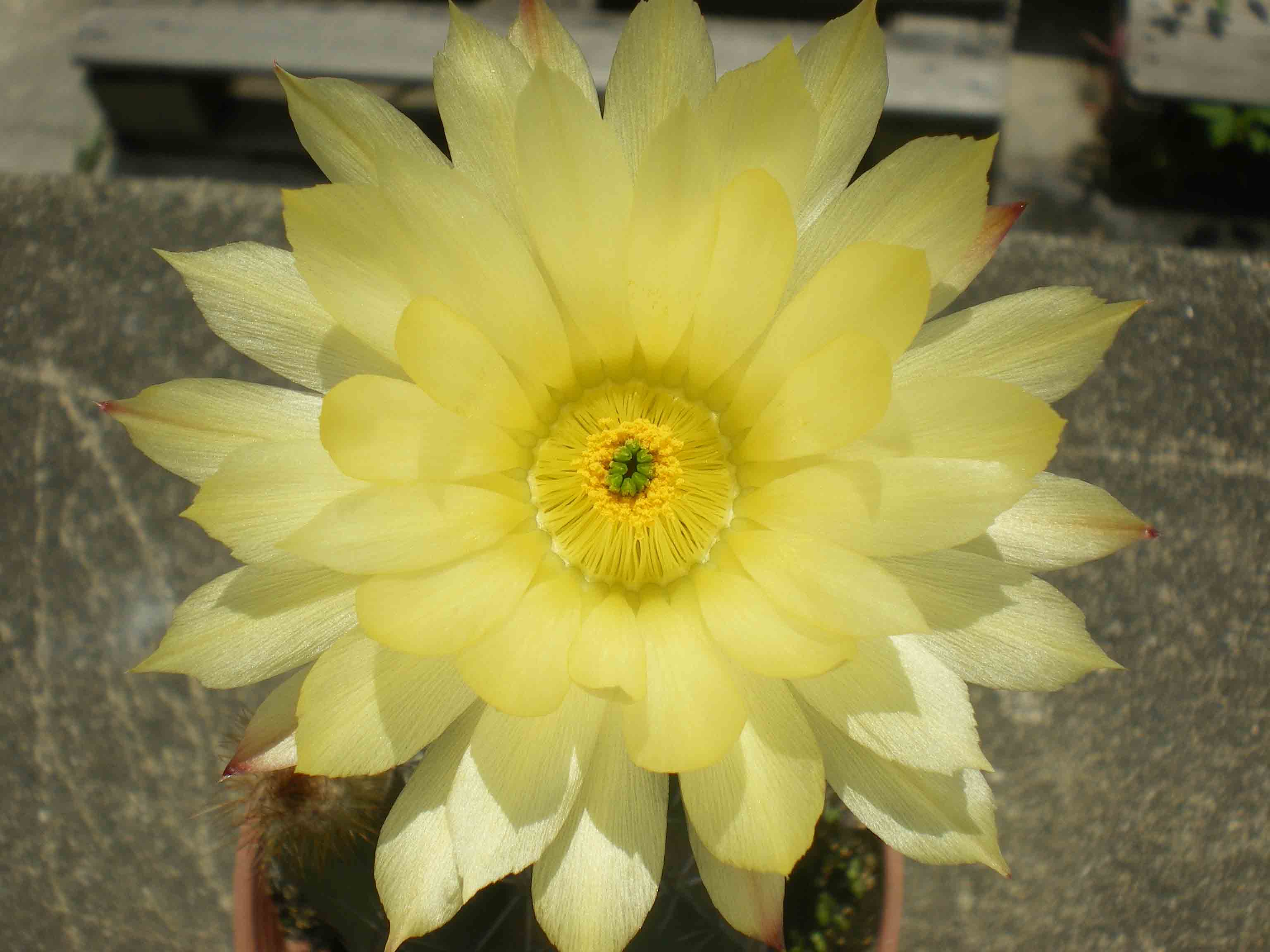 «ö¦¹¦b·sµøµ¡ÂsÄý¹Ï¤ù