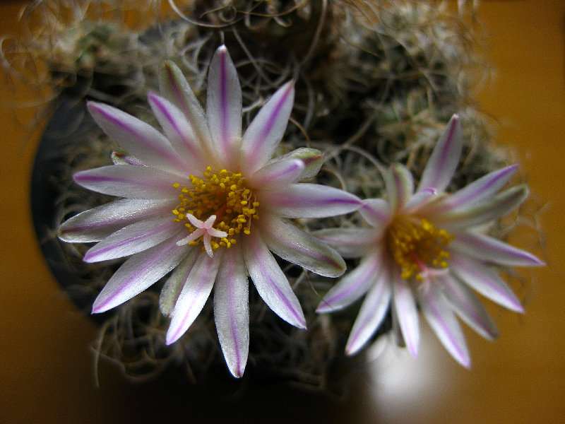 «ö¦¹¦b·sµøµ¡ÂsÄý¹Ï¤ù