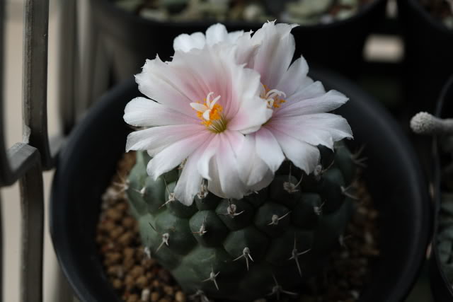 «ö¦¹¦b·sµøµ¡ÂsÄý¹Ï¤ù