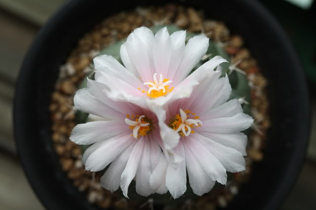 «ö¦¹¦b·sµøµ¡ÂsÄý¹Ï¤ù