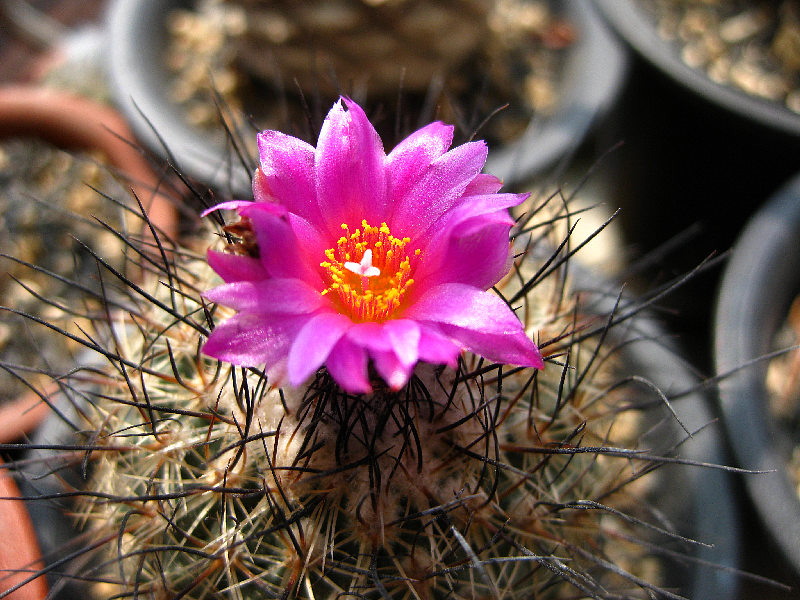 «ö¦¹¦b·sµøµ¡ÂsÄý¹Ï¤ù